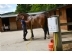 Eccotemp L5 horse 1